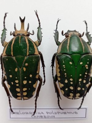 Chelorrhina polyphemus, Pair, A1, Cameroon