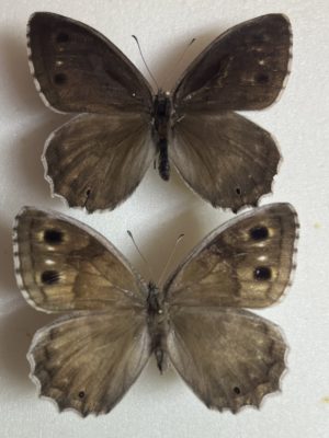 Hipparchia statylinus, pair