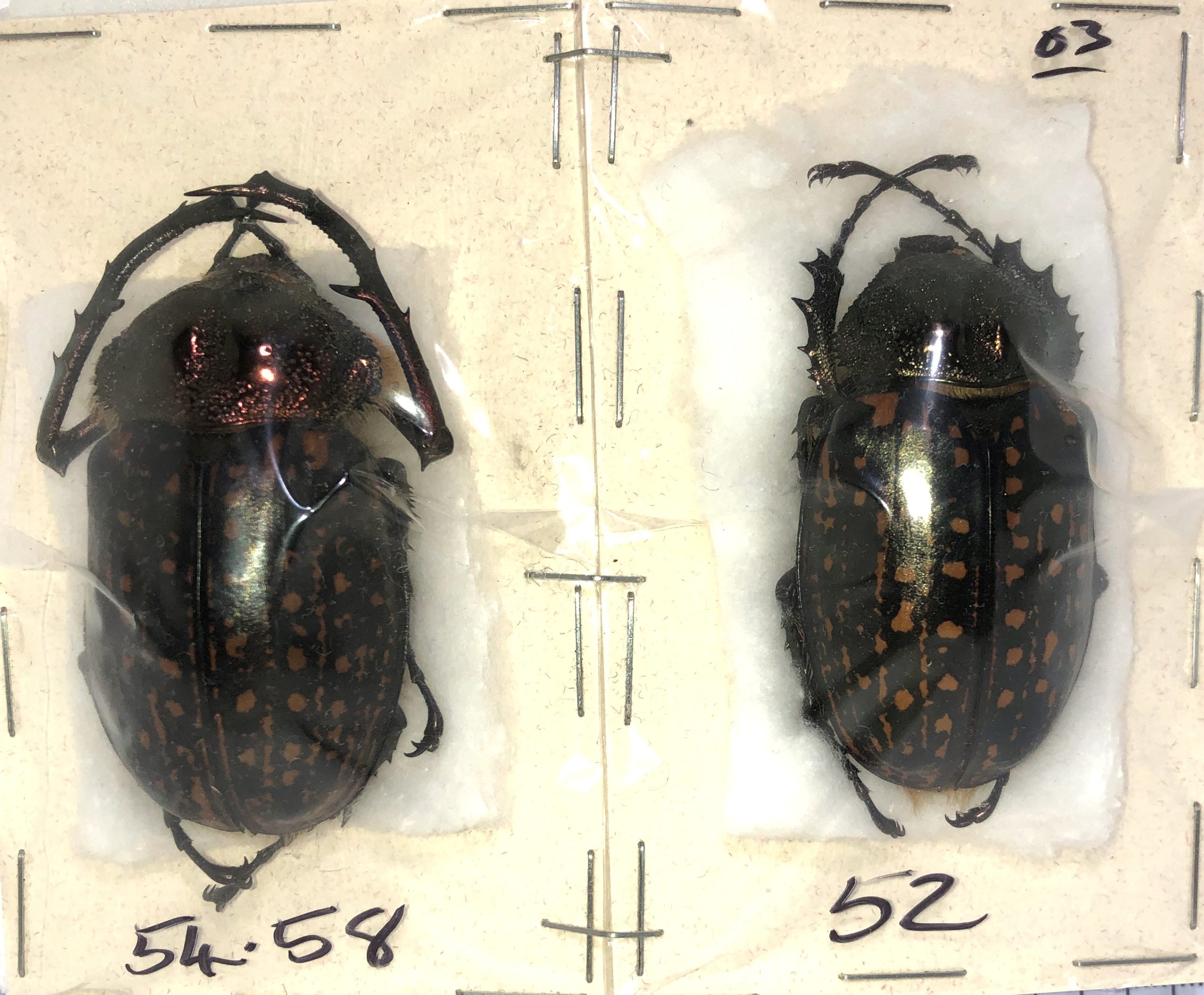 Coleoptera. Cheirotonus gestroi (Pair- Male 54.5mm Female 52mm), Thailand — изображение 6