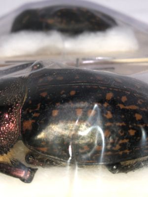 Coleoptera. Cheirotonus gestroi (Pair- Male 54.5mm Female 52mm), Thailand