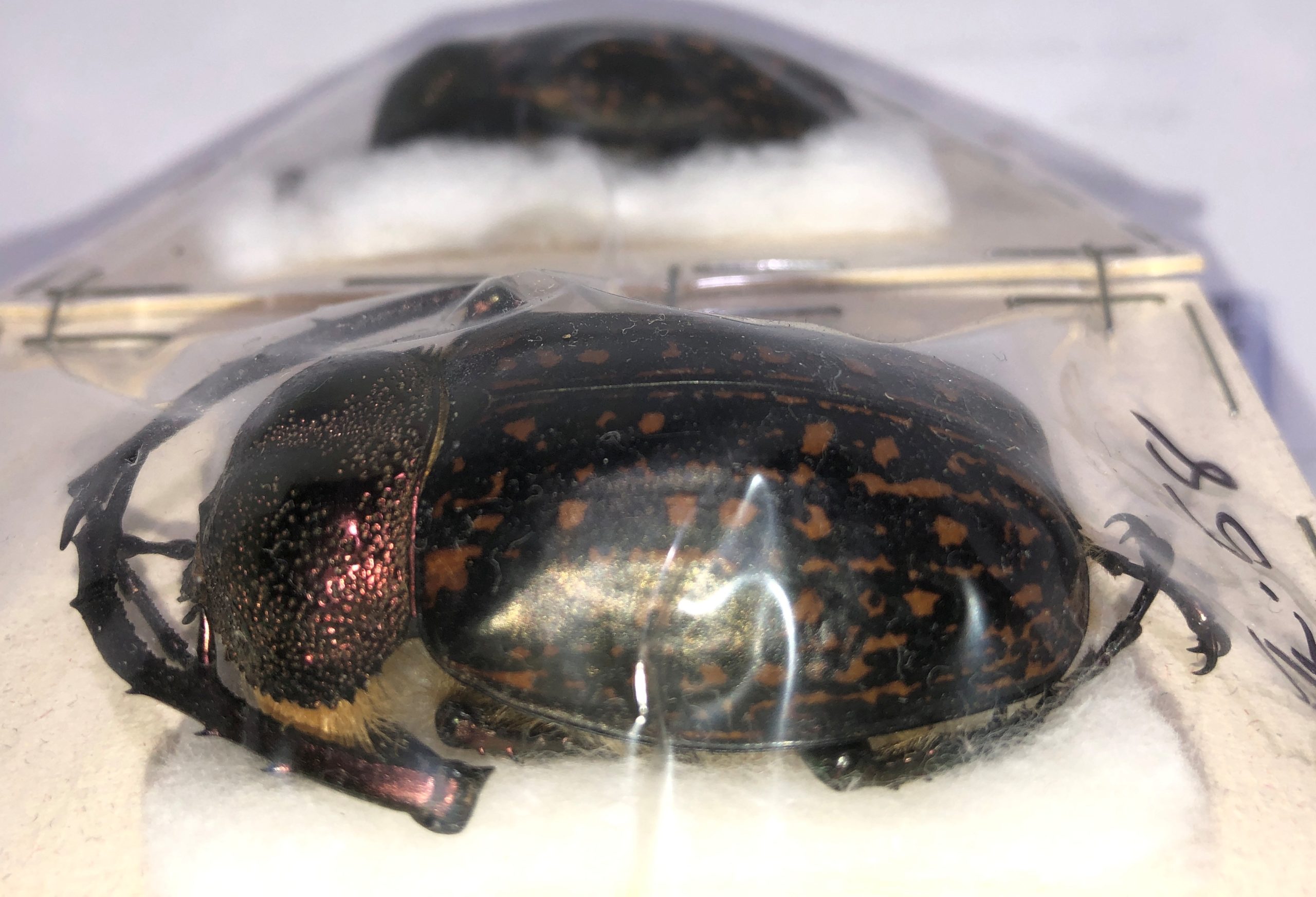 Coleoptera. Cheirotonus gestroi (Pair- Male 54.5mm Female 52mm), Thailand — изображение 2