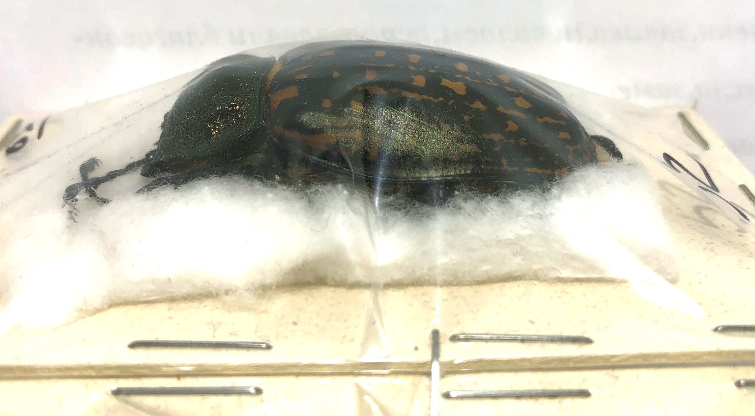 Coleoptera. Cheirotonus gestroi (Pair- Male 54.5mm Female 52mm), Thailand — изображение 3