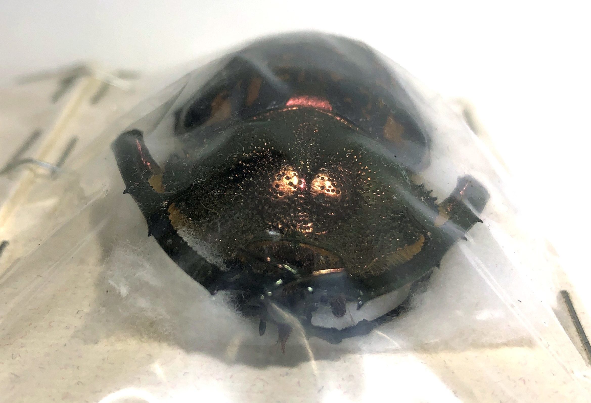 Coleoptera. Cheirotonus gestroi (Pair- Male 54.5mm Female 52mm), Thailand — изображение 4