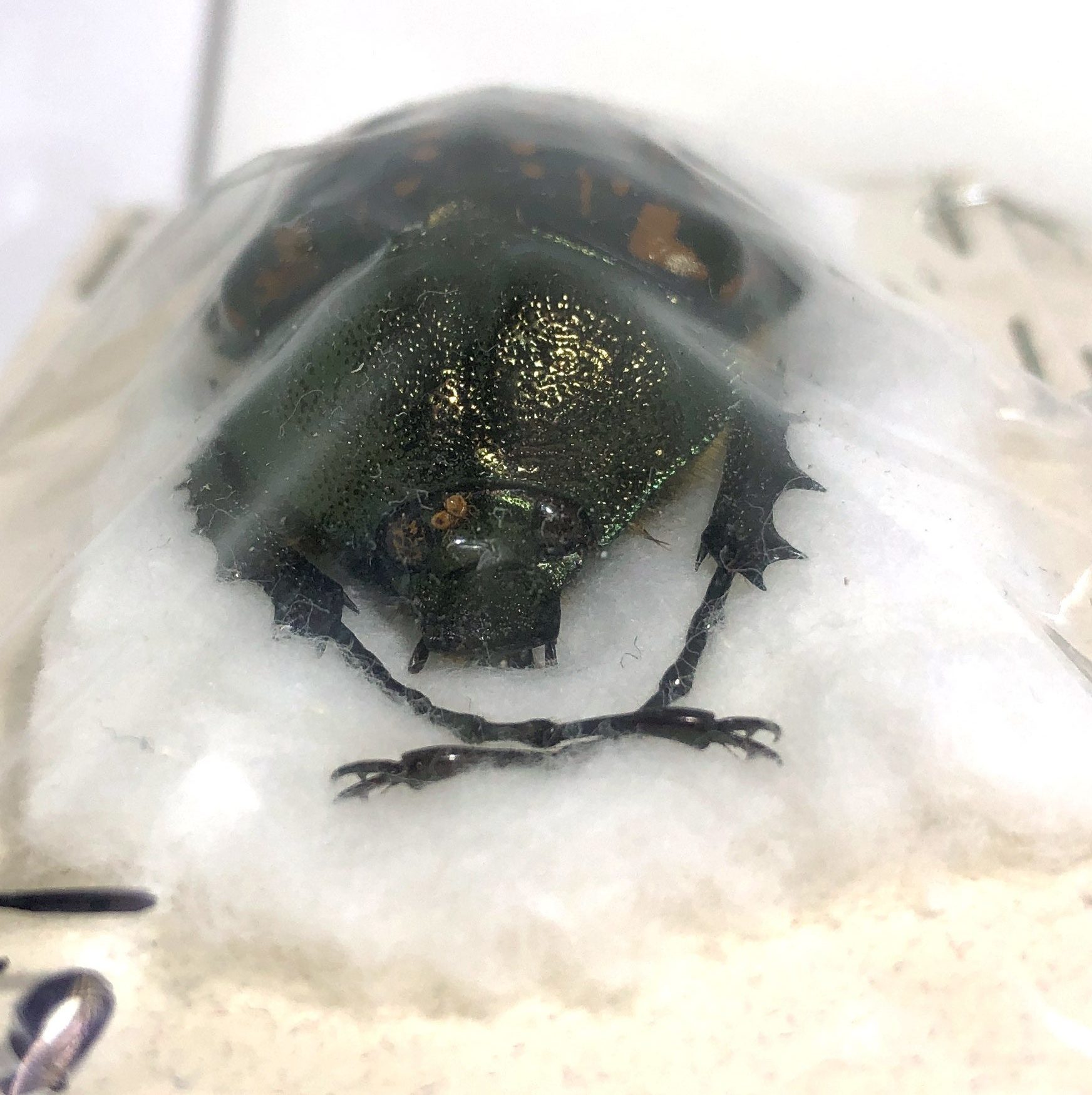 Coleoptera. Cheirotonus gestroi (Pair- Male 54.5mm Female 52mm), Thailand — изображение 5