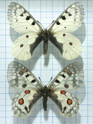 Parnassius phoebus phoebus, Pair, Altai