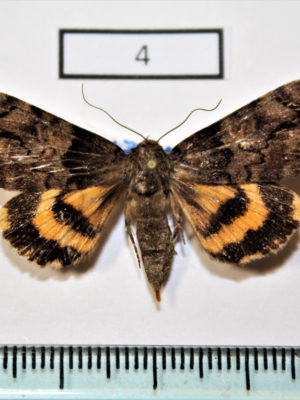 Insects Moths Noctuidae Catocala moltrechti A2 Russia Far East Primorye