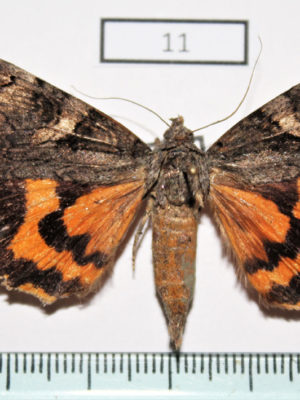 Insects Moths Noctuidae Catocala helena A- Russia Far East Primorye