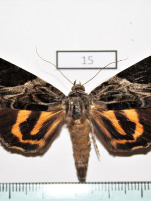 Insects Moths Noctuidae Catocala eminens A1- Russia Far East Primorye