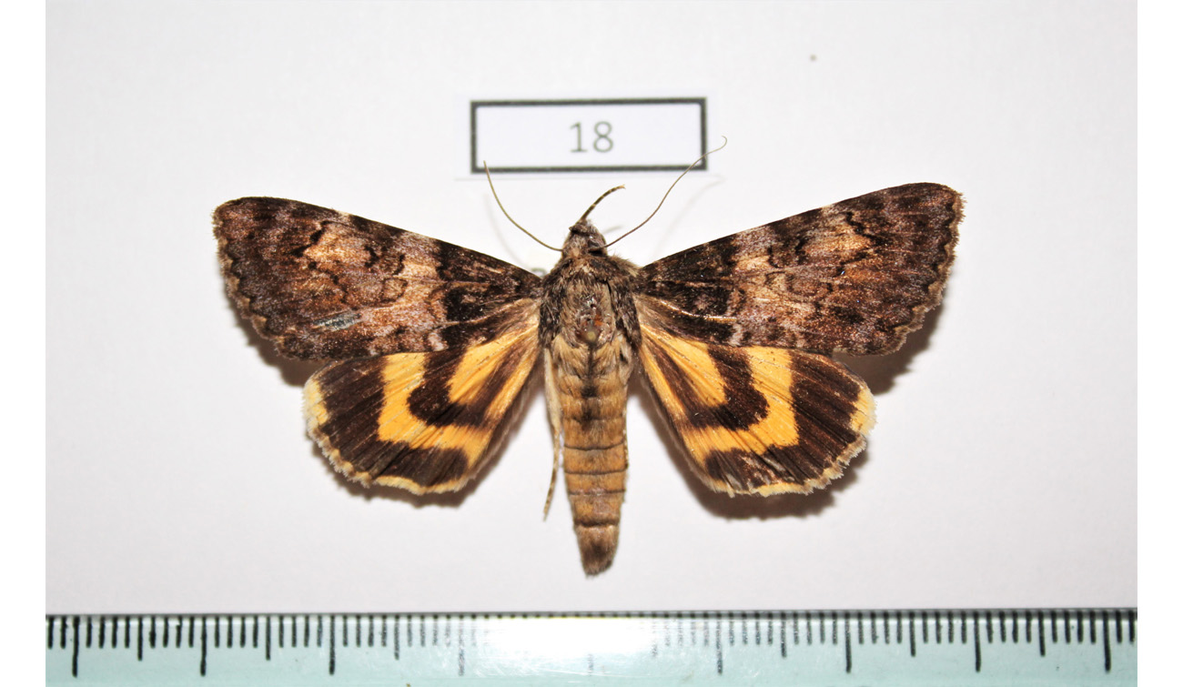Insects Moths Noctuidae Catocala praegnax A- Russsia Far East Primorye