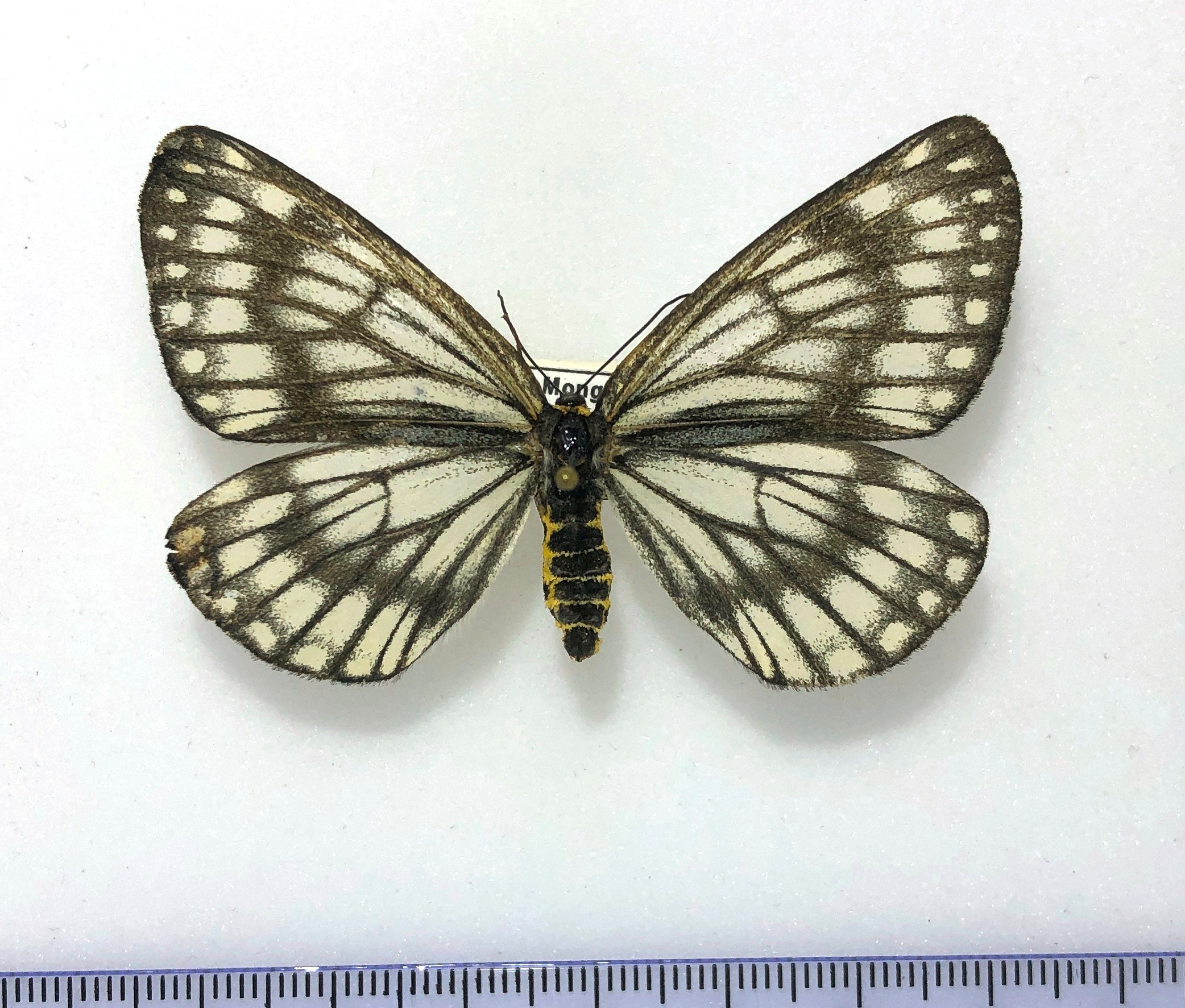 Lepidoptera. Nossa palaearctica, Male, A-/goodA2. Far East. Rare