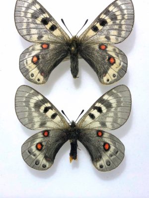 Lepidoptera. Parnassius delphius constans, Pair, A1-. Kazakhstan.