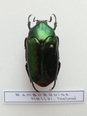 Ramborrhina mellyi, Male, A1, Thailand
