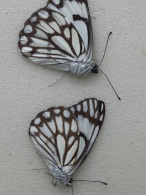 Anaphaeis aurota, males from Algeria
