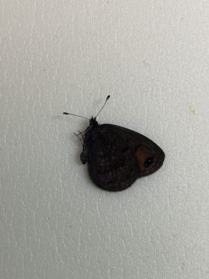 Erebia hewitsonii, male from Turkey