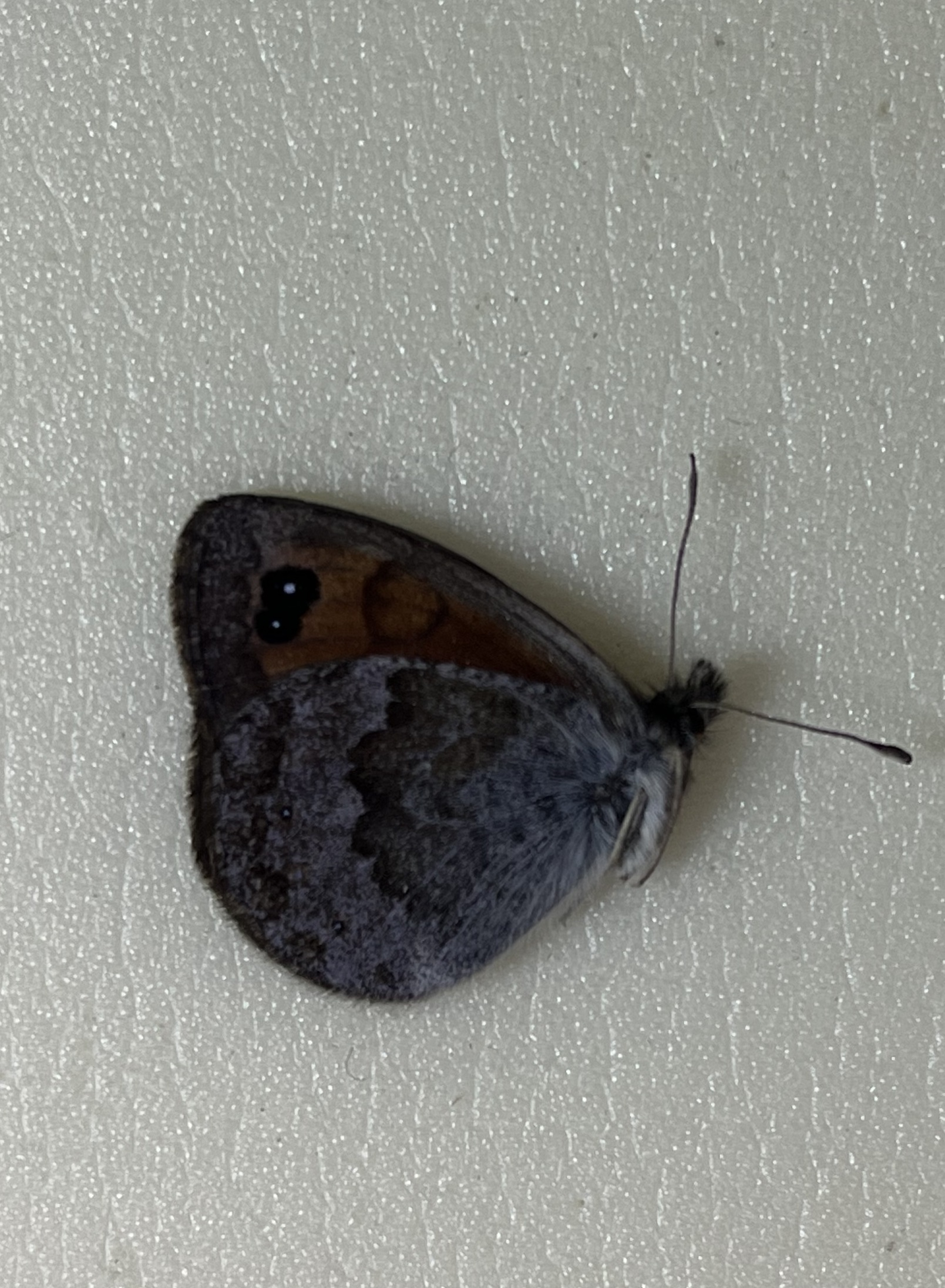 Erebia iranica sheljuzhkoi, male from Caucasus — изображение 2