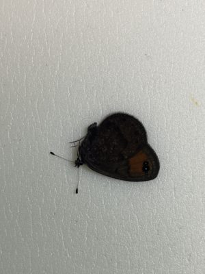 Erebia hewitsonii, male from Turkey