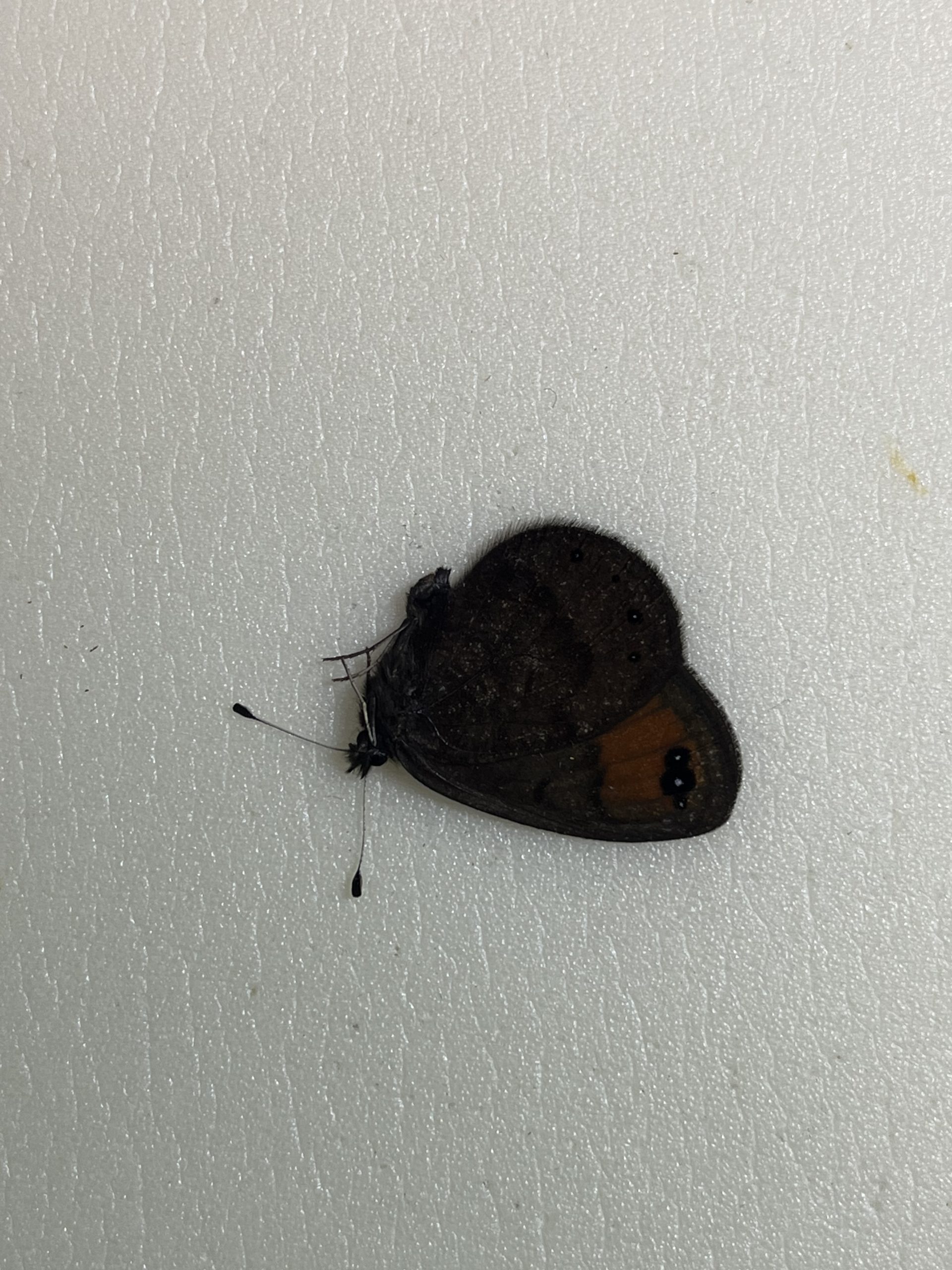 Erebia hewitsonii, male from Turkey — изображение 2