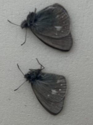 Coenonympha mahometana, two males