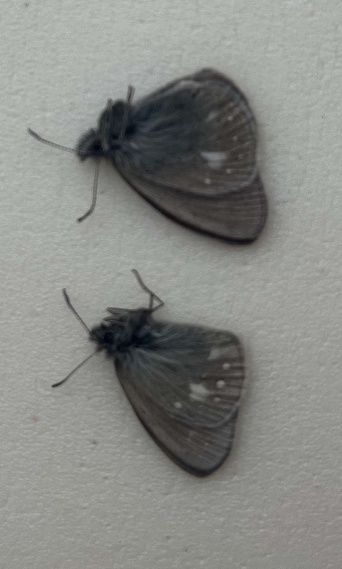 Coenonympha mahometana, two males — изображение 2