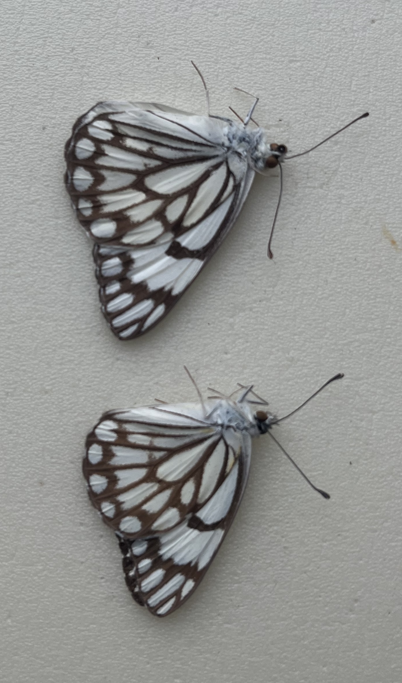 Anaphaeis aurota, males from Algeria — изображение 2