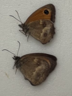 Pyronia tithonus, two males from Albania
