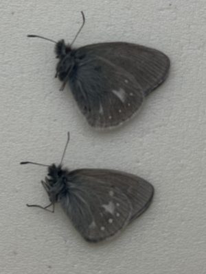 Coenonympha mahometana, two males