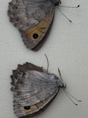 Pseudochazara lydia, pair from Turkey