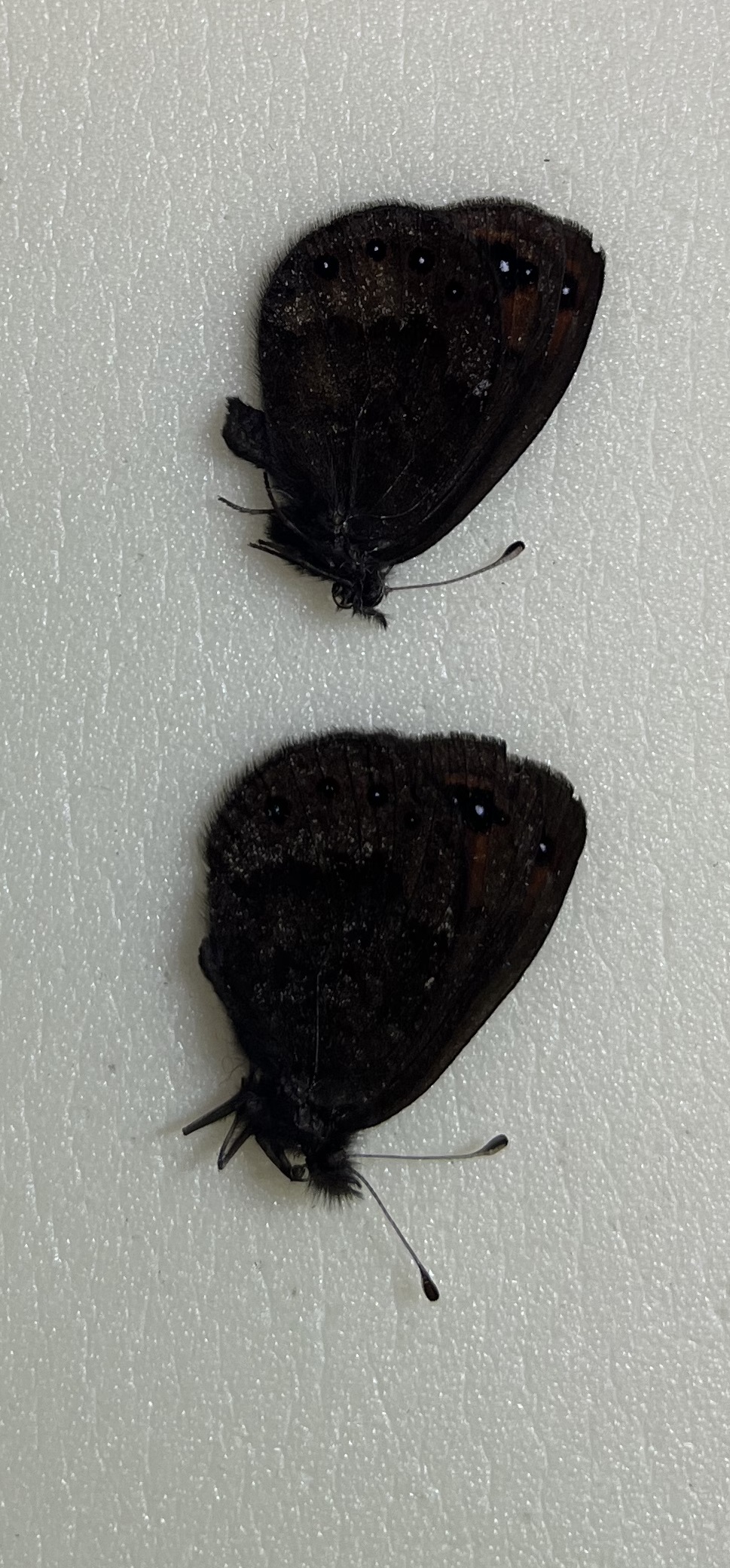 Erebia hewitsonii, two males A2, from Turkey — изображение 2