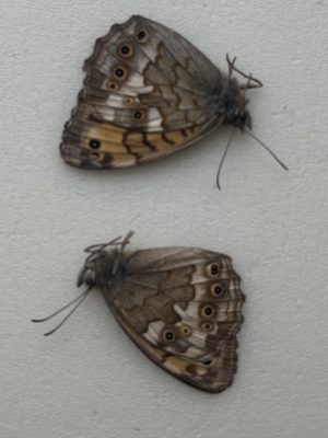 Esperarge (Kirinia) eversmanni, two males