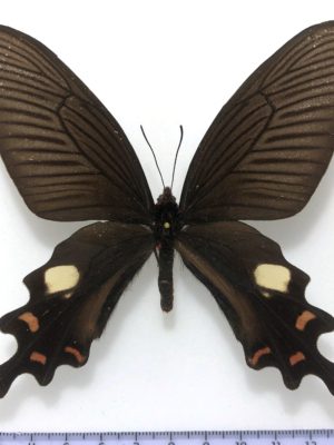 Byasa polyeuctes polyeuctes, male, A-, China