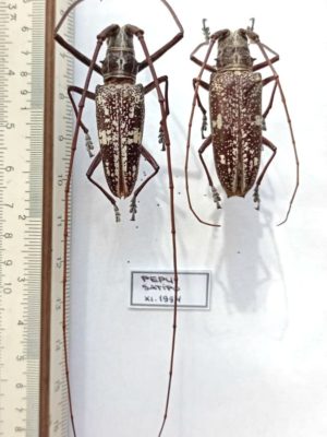 Cerambycidae sp, pair, A1, Peru