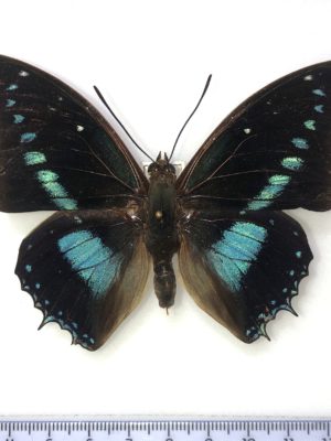 Charaxes imperialis albipunctatus, male, A-, CAMEROON