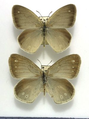 Coenonympha mongolica, Pair, A-. Kazakhstan. RARE