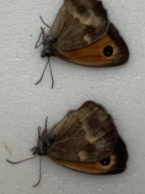 Pyronia tithonus, two males from Albania