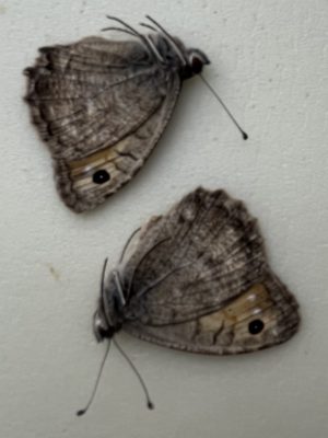 Pseudochazara pelopea, dark form, from Georgia