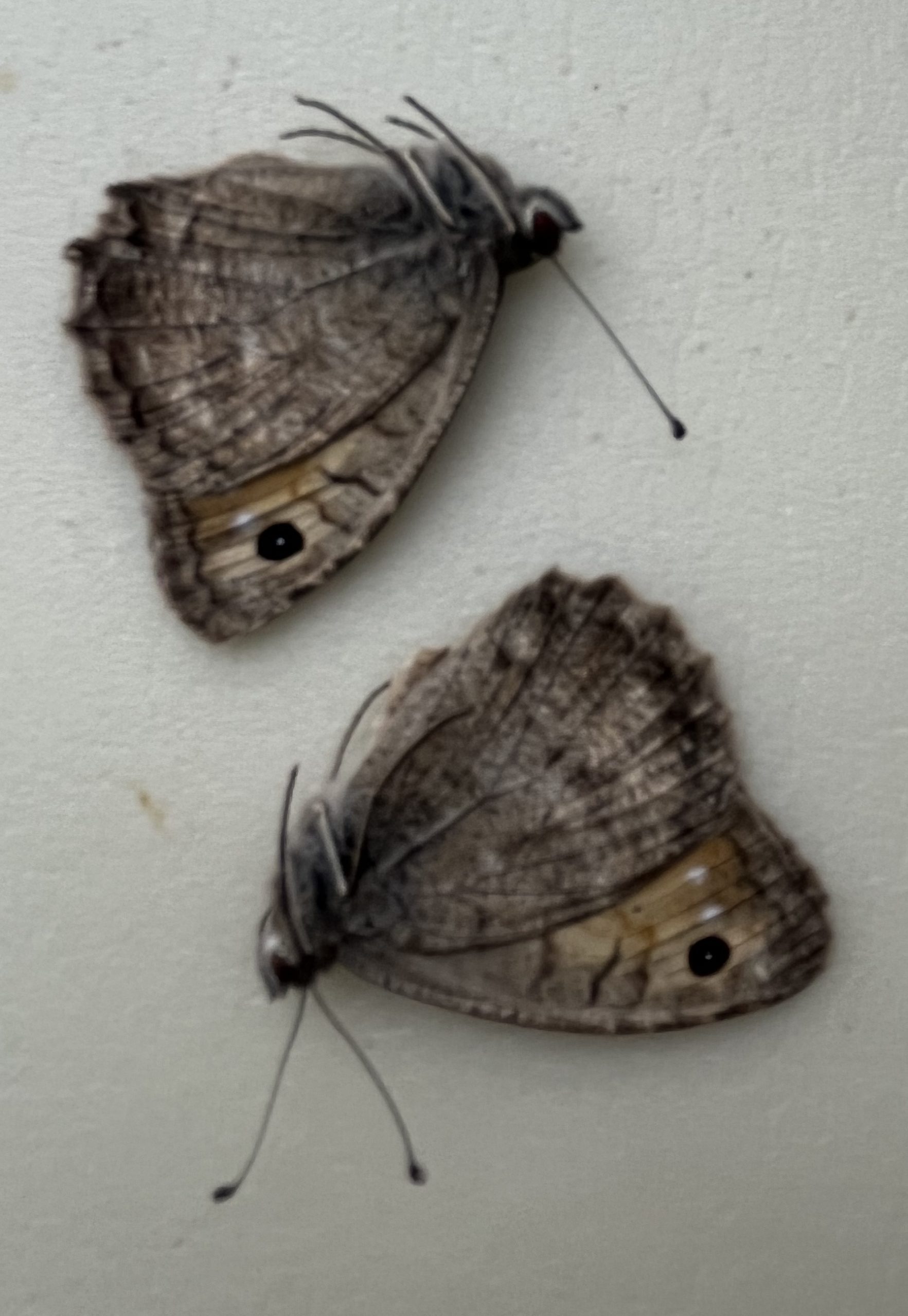 Pseudochazara pelopea, dark form, from Georgia — изображение 2