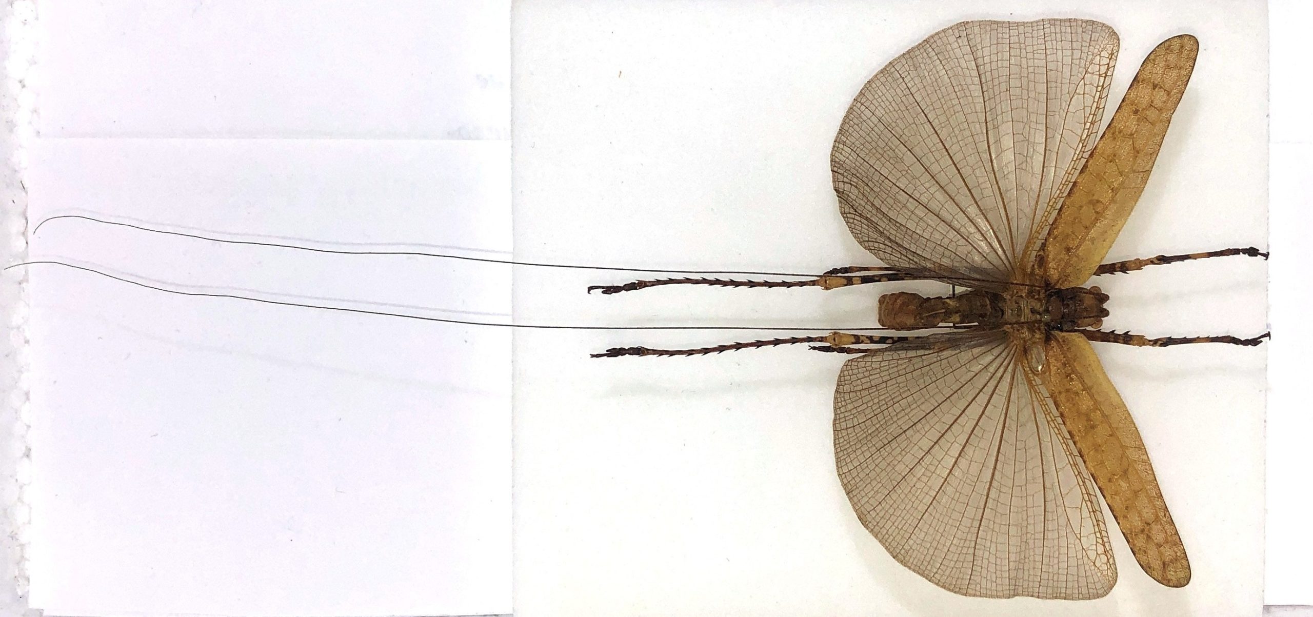Tettigonioidea sp., Pair, Ecuador — изображение 2