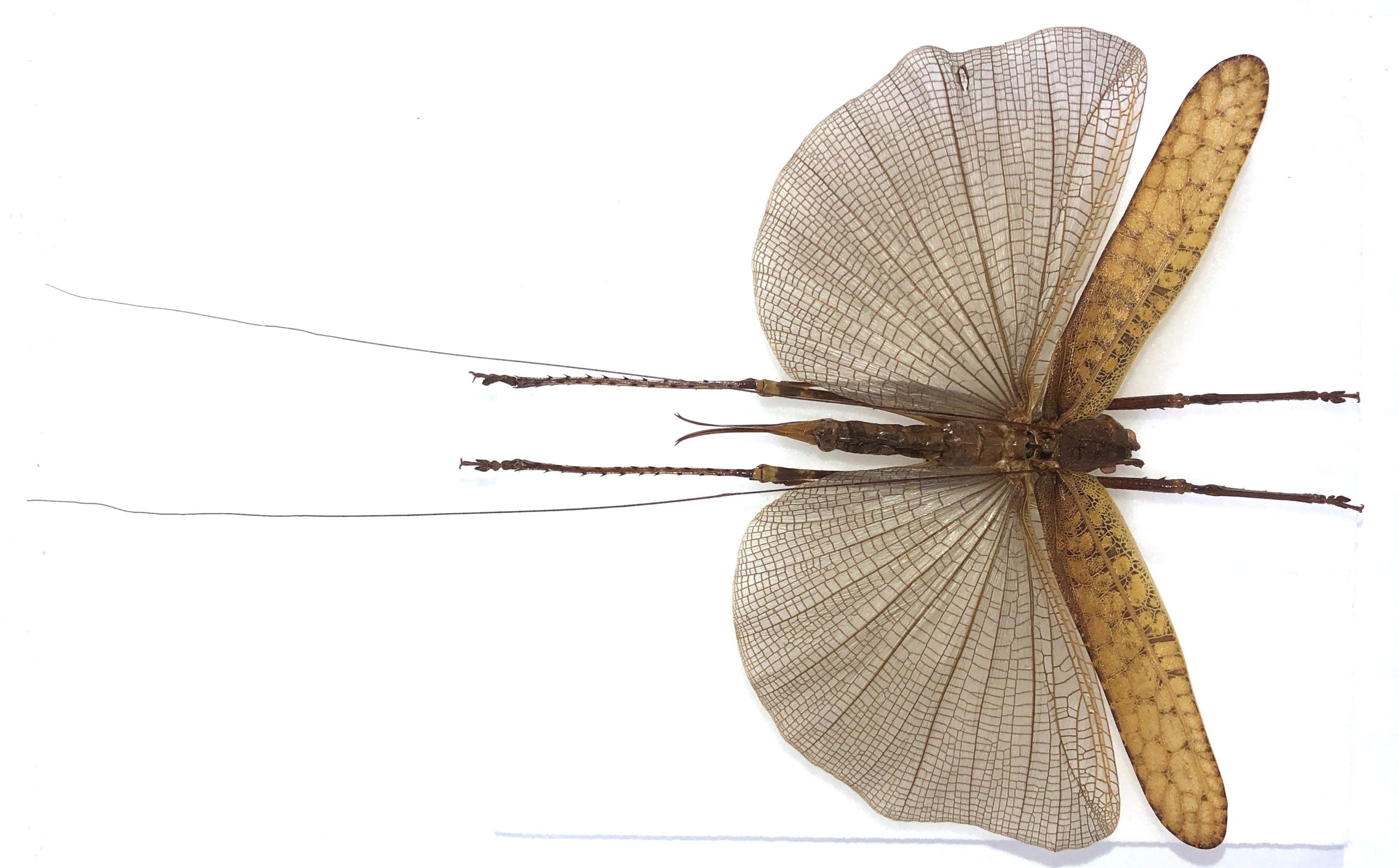 Tettigonioidea sp., Pair, Ecuador — изображение 3