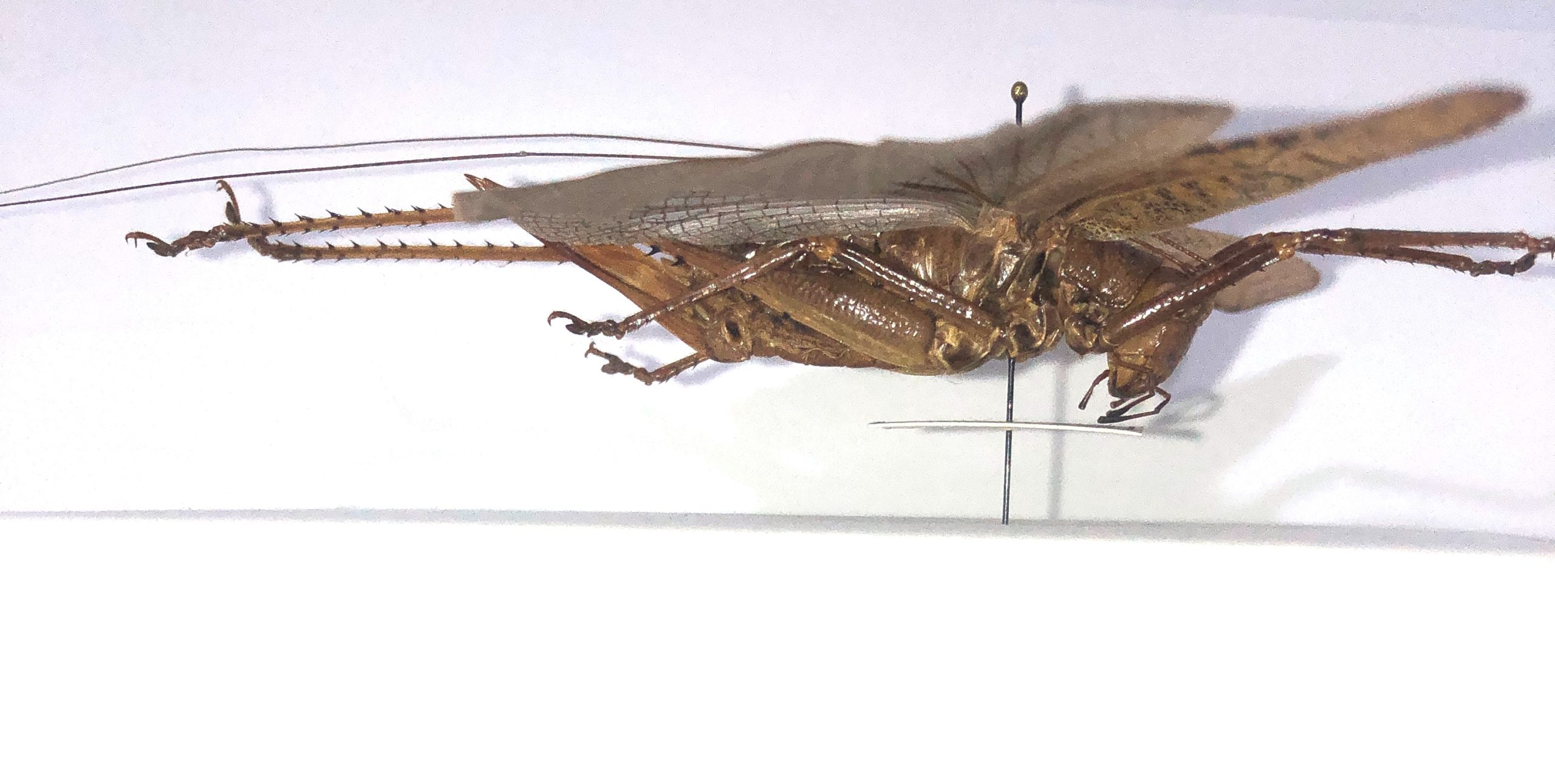 Tettigonioidea sp., Pair, Ecuador — изображение 4