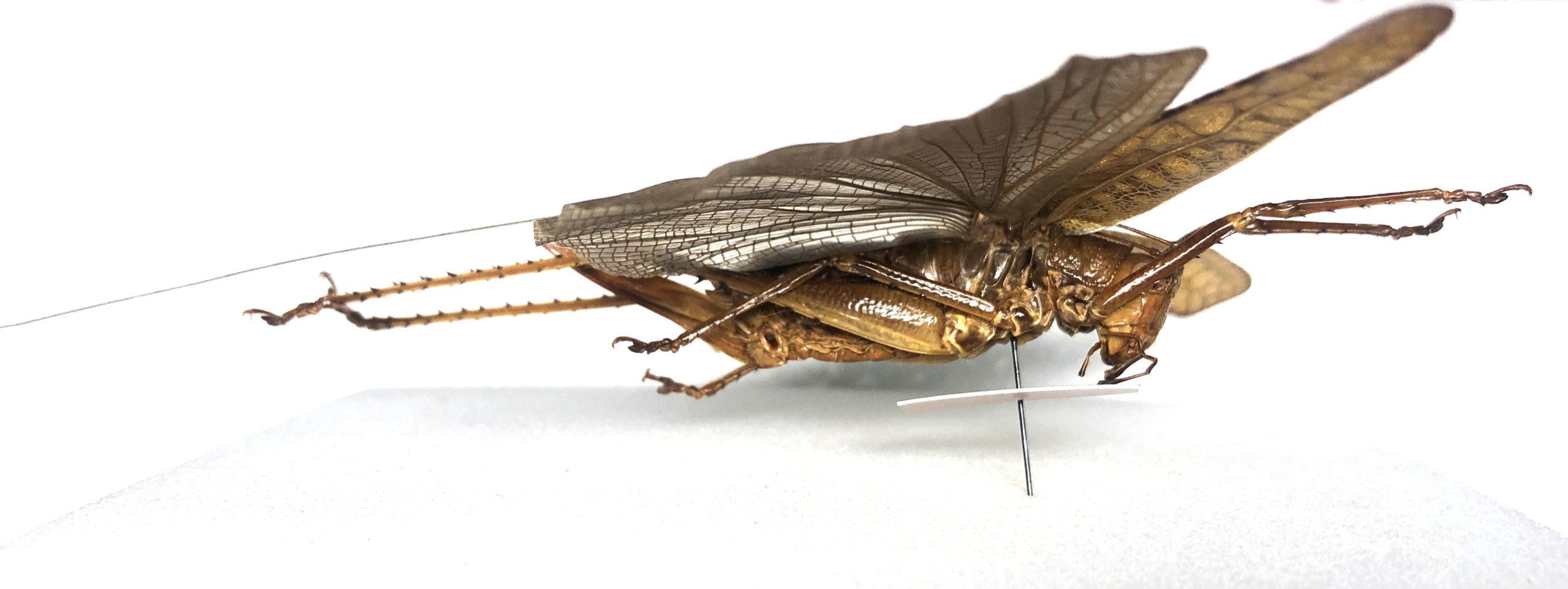 Tettigonioidea sp., Pair, Ecuador — изображение 5