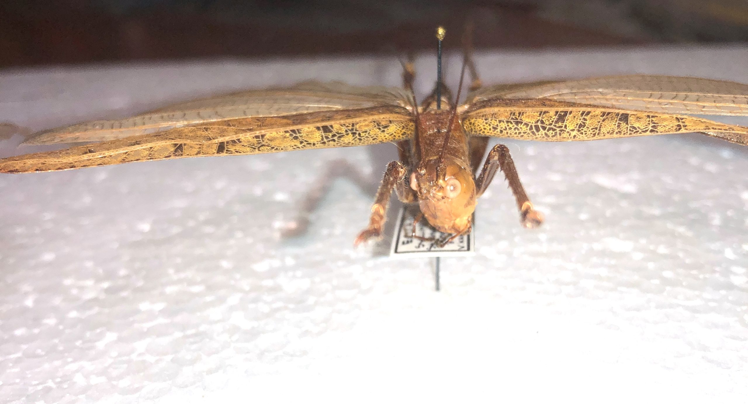 Tettigonioidea sp., Pair, Ecuador — изображение 6