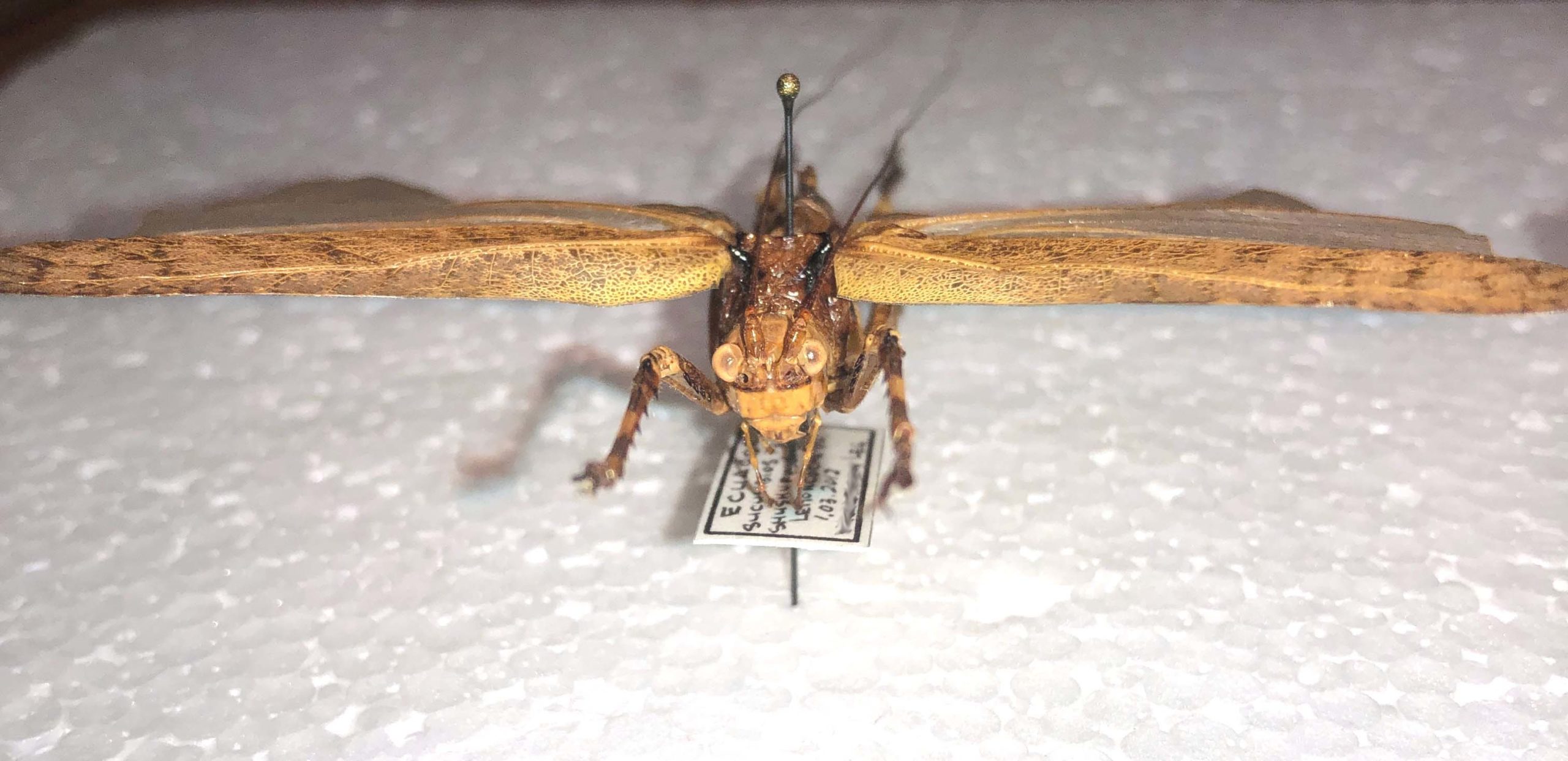 Tettigonioidea sp., Pair, Ecuador — изображение 7