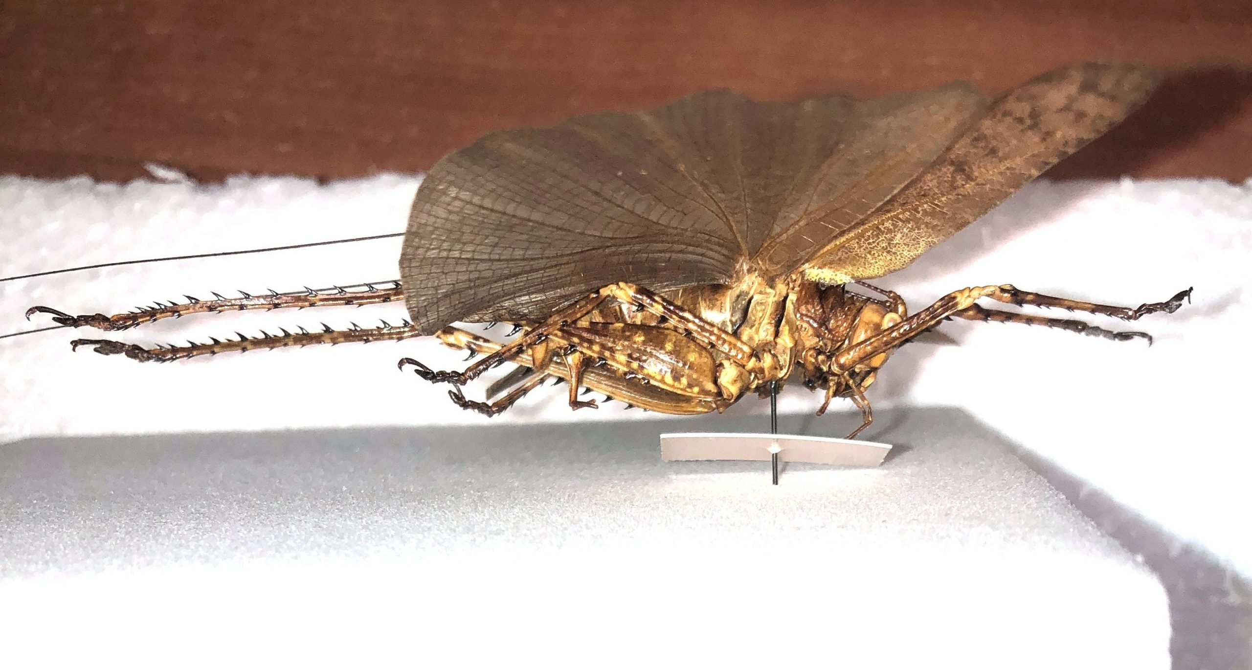 Tettigonioidea sp., Pair, Ecuador — изображение 8