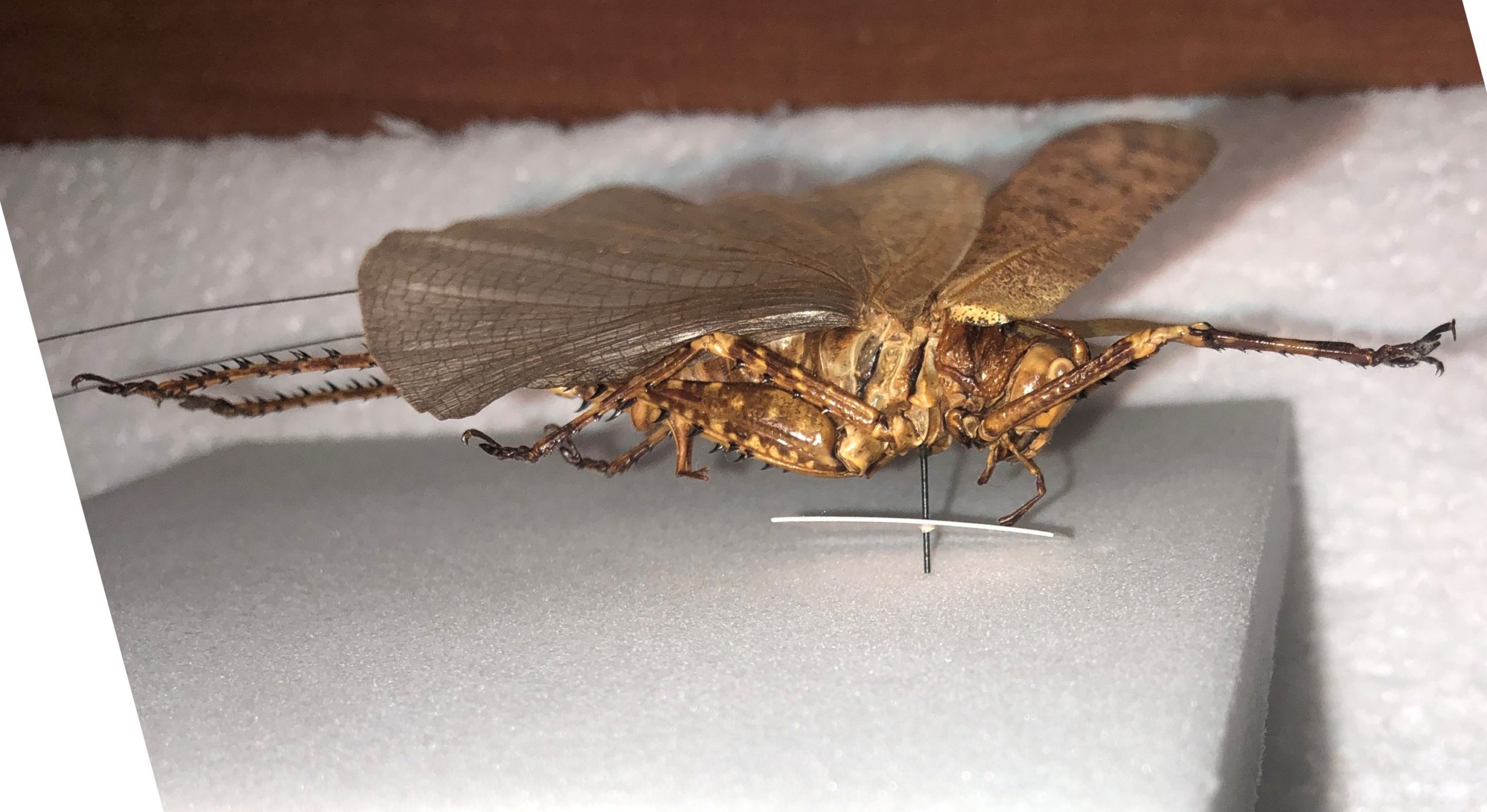 Tettigonioidea sp., Pair, Ecuador — изображение 9