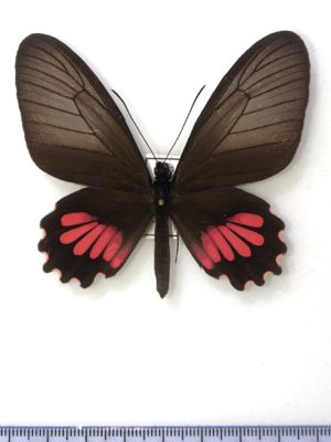 Parides neophilus, female, A1, Ecuador