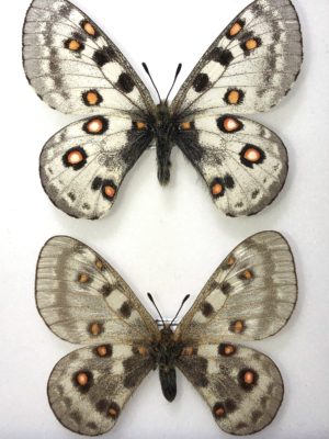 Lepidoptera. Parnassius honrathi ernesti, pair, A1-, Tajikistan