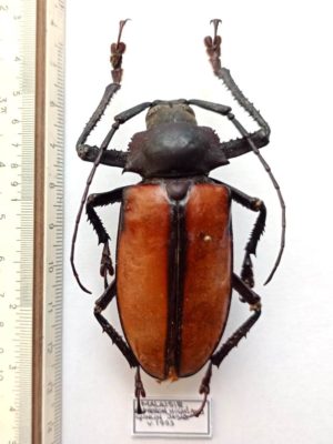 Rhaphipodus suturalis, Malaysia