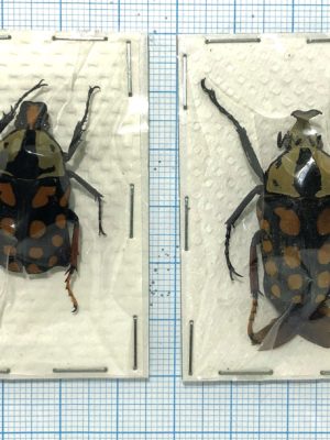 Amaurodes passerinii linnei, pair, Tanzania