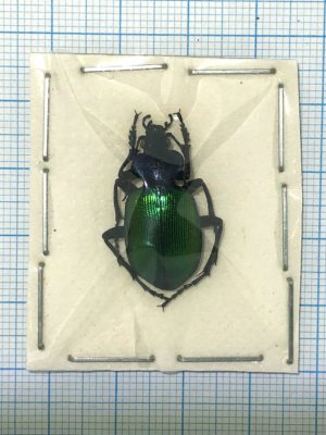 Calosoma sycophanta, Russia