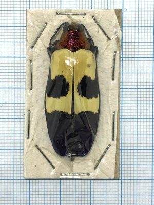 Chrysochroa buqueti rugicollis, Thailand